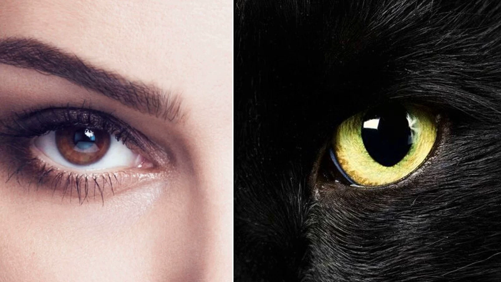 очі людини та кота