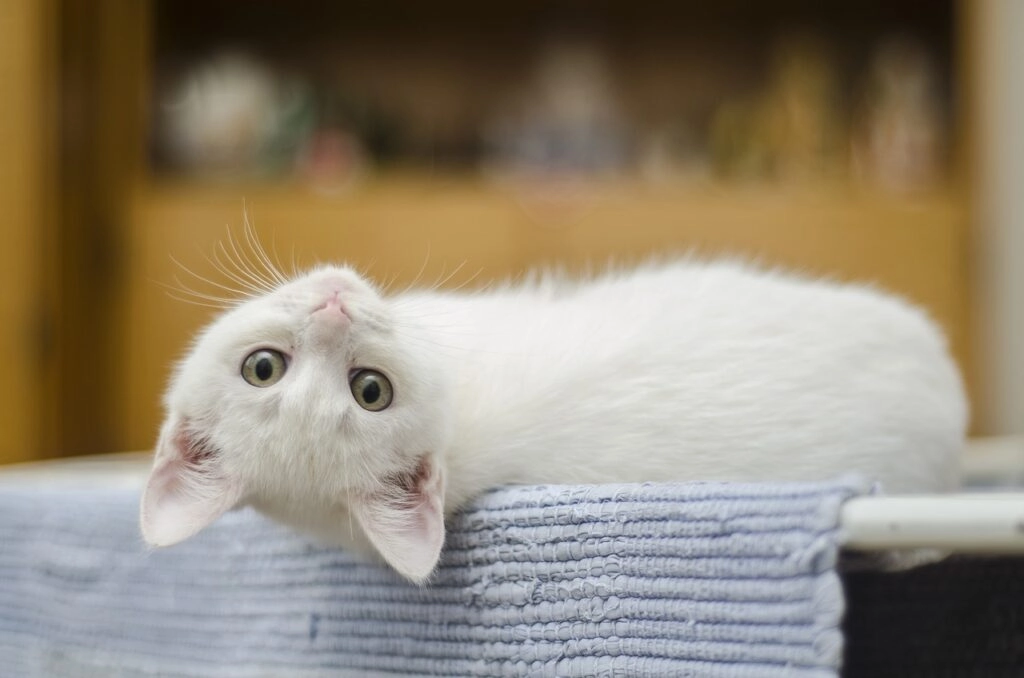 kitten white cat 1285341 1024x678 1