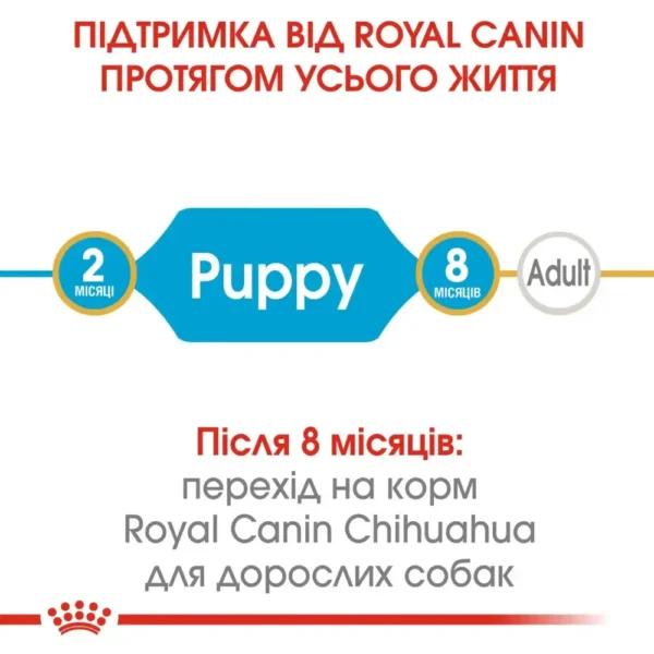 sukhiy korm dlya tsutsenyat porodi chikhuakhua royal canin puppy chihuahua 500 g domashnya ptitsya 88467830360735