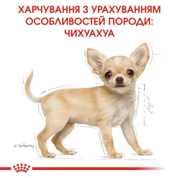 sukhiy korm dlya tsutsenyat porodi chikhuakhua royal canin puppy chihuahua 500 g domashnya ptitsya 89133680581920