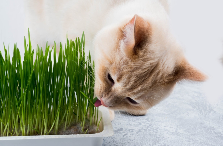 трава для котів користь