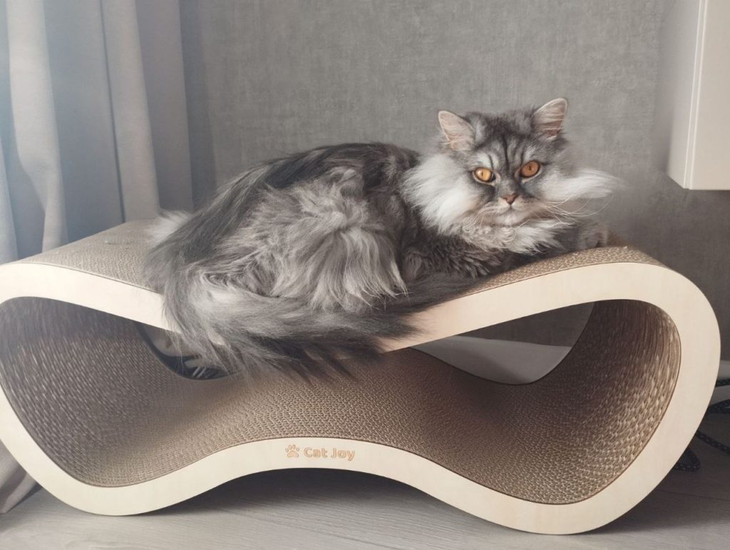 Міфи про кігтеточки з картону: розвінчуємо упередження 18 photo 2025 08 30 14 15 31